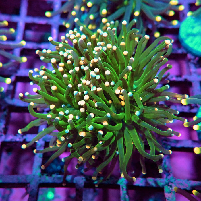 Green Torch Euphyllia Orange Tips