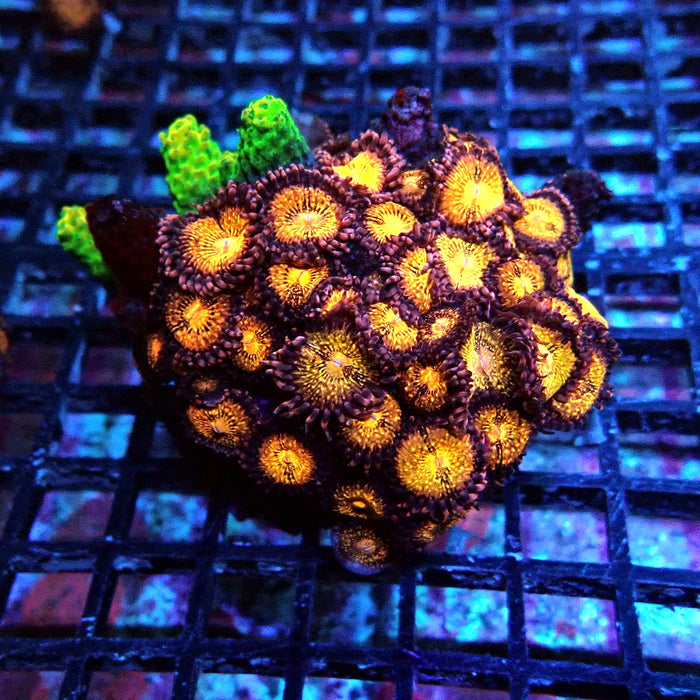Zoas Colony