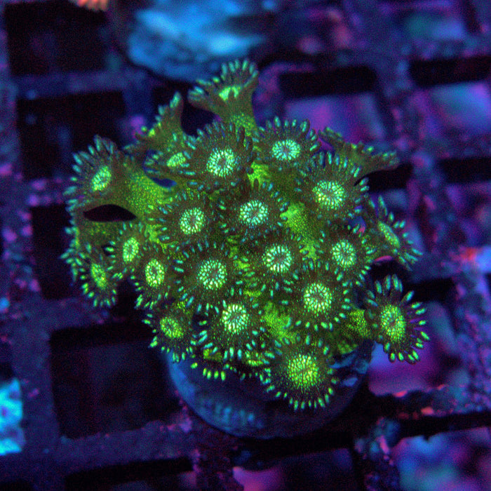 Goniopora Glitter Frag