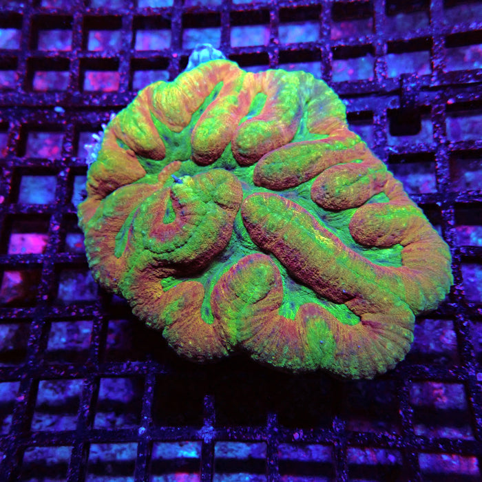 Symphyllia Coral Colony