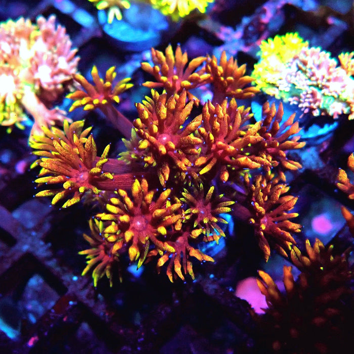 Rainbow Goniopora Frag (7)