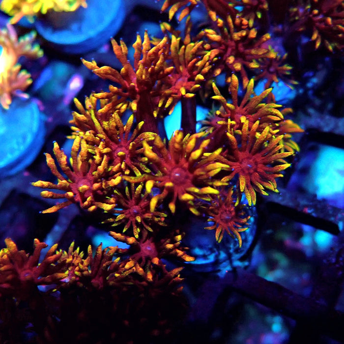 Rainbow Goniopora Frag (7)