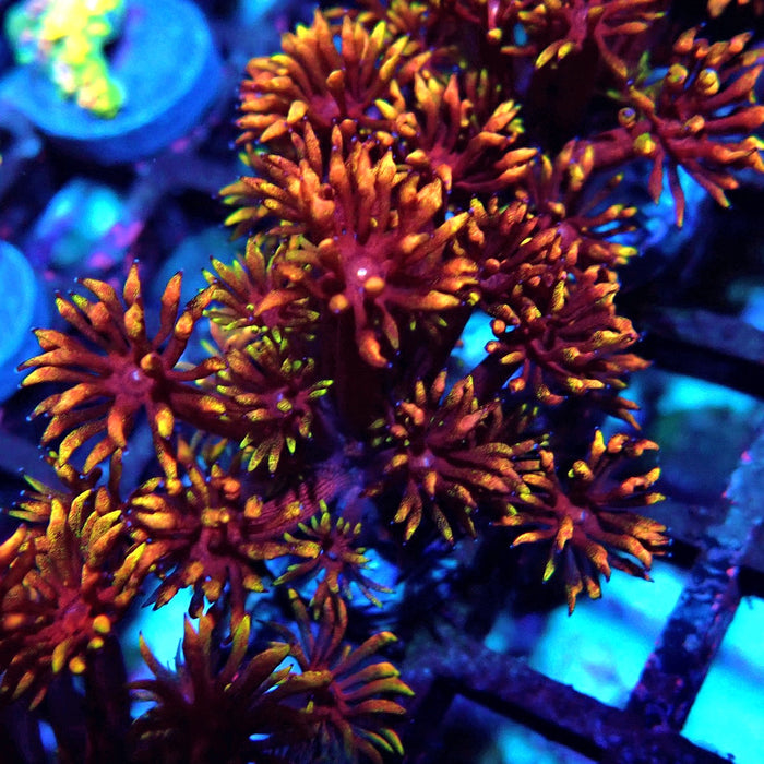 Rainbow Goniopora Frag (7)