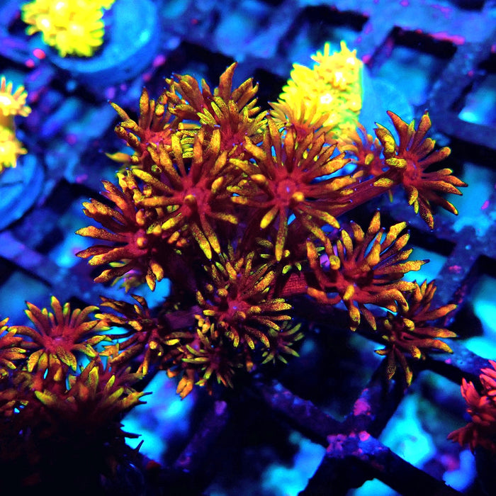 Rainbow Goniopora Frag (7)