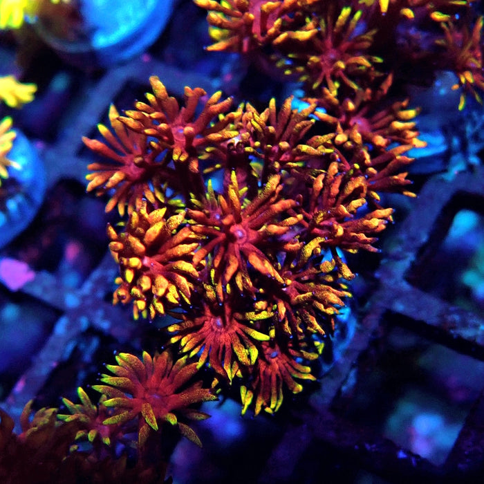 Rainbow Goniopora Frag (7)