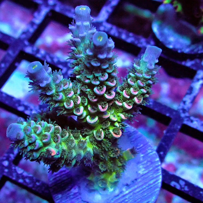 REx Green Blue Pink Scale Tenuis Acro