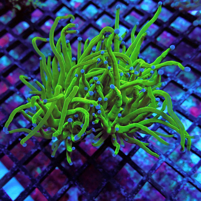 Ultra Green Torch Euphyllia