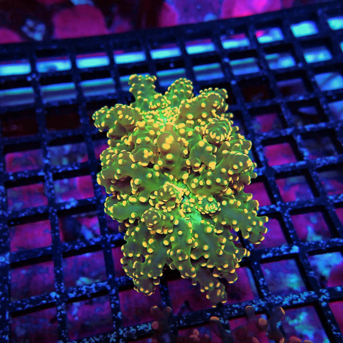 Orange Frogspawn Euphyllia