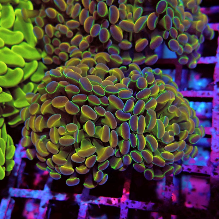 Rainbow Dragon Branching Hammer