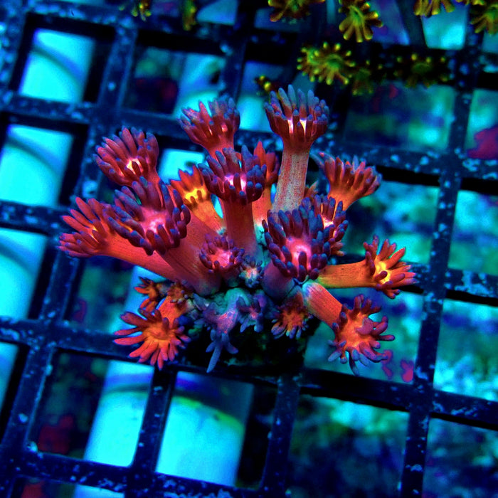 Black Rainbow Goniopora Frag