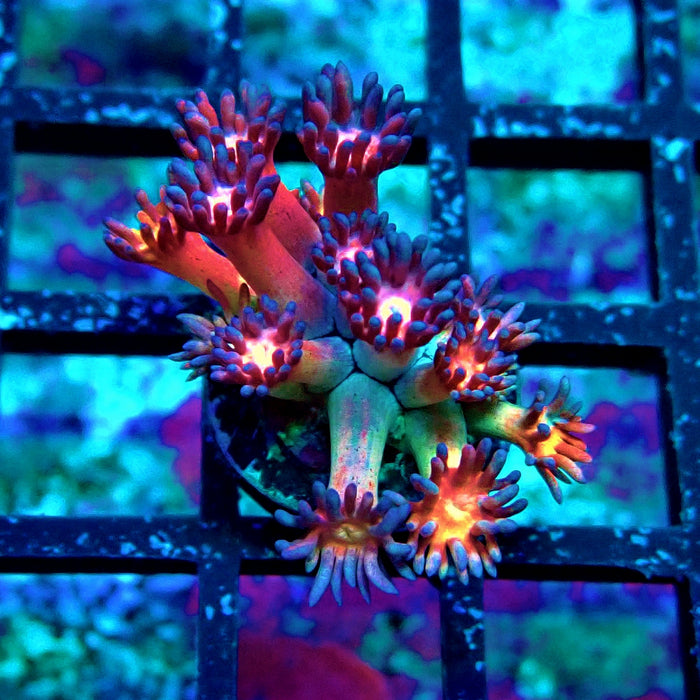 Black Rainbow Goniopora Frag