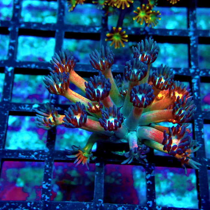 Black Rainbow Goniopora Frag