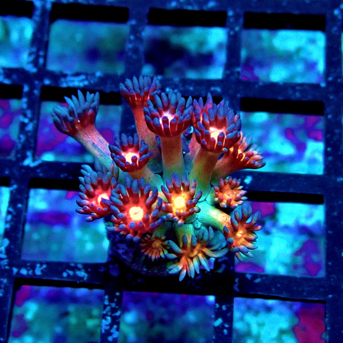 Black Rainbow Goniopora Frag