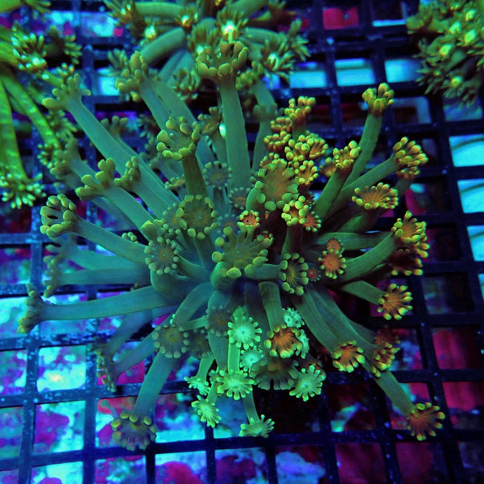 Alveopora Colony Mix