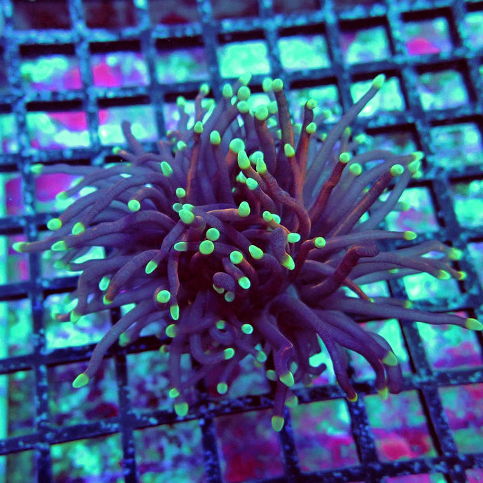 Gold Green Tips Torch