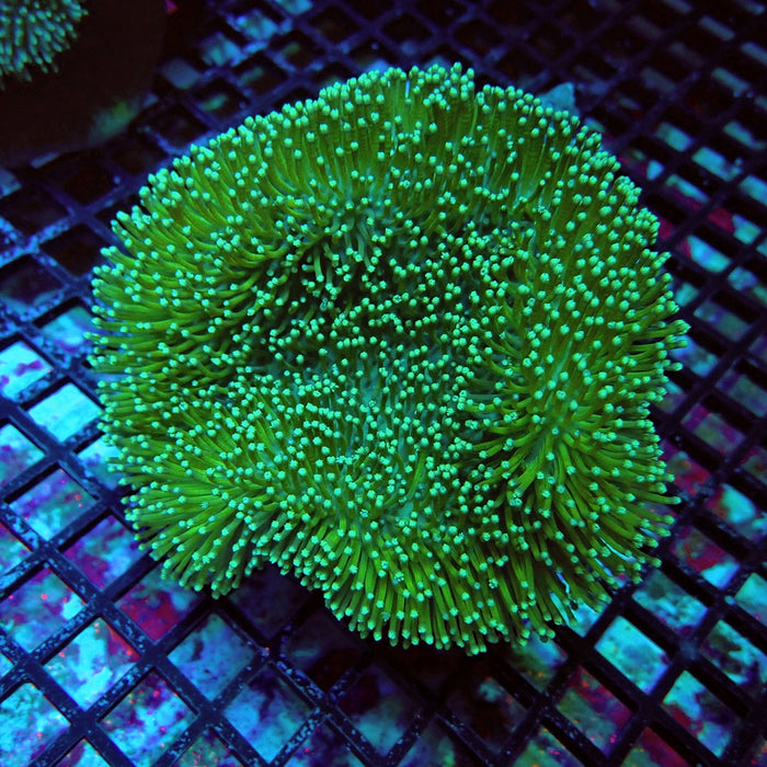 Green Leather Coral