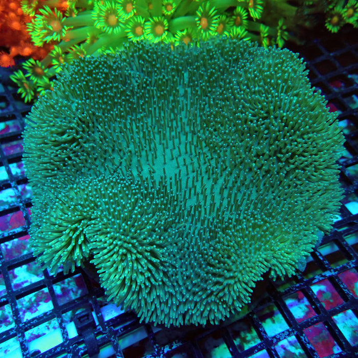 Green Leather Coral