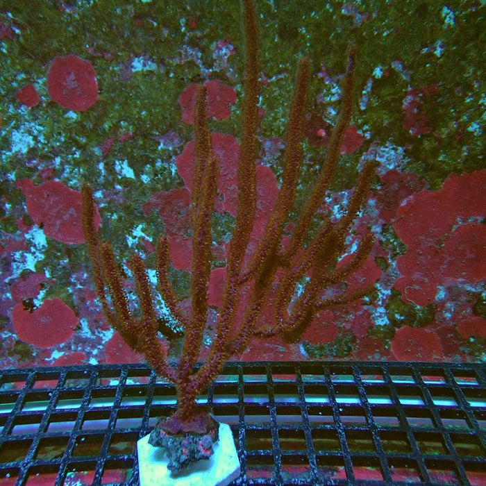 Gorgonia Colony