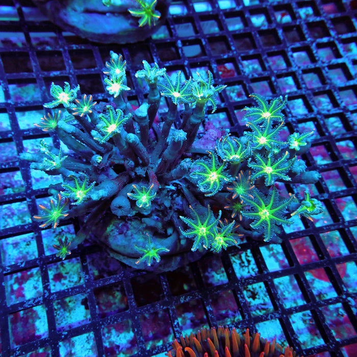 Clove Polyps Colony