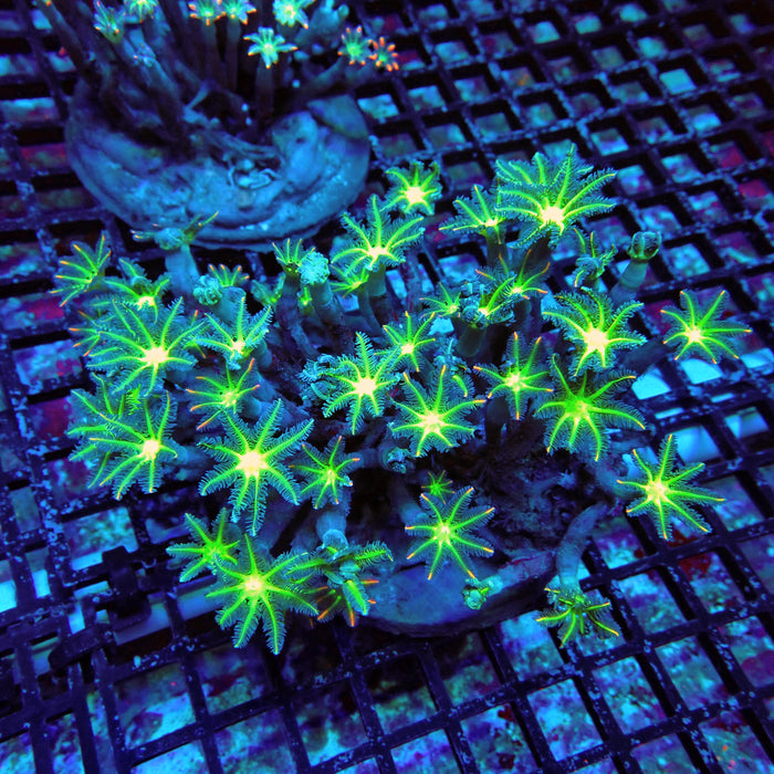 Clove Polyps Colony