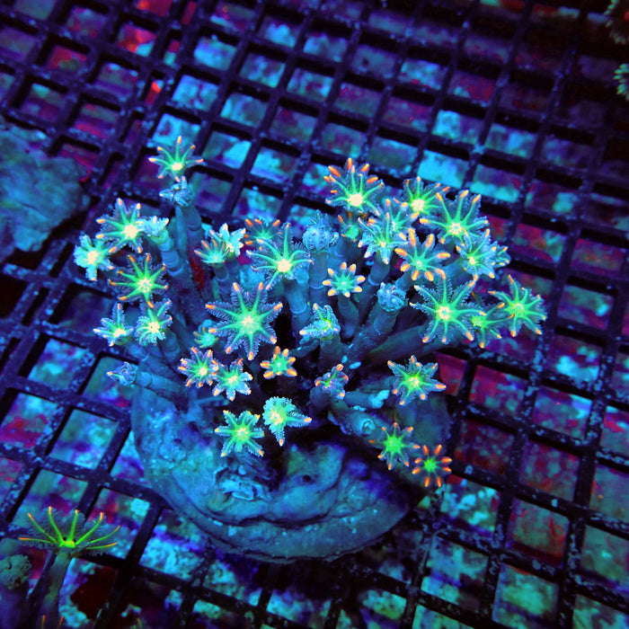 Clove Polyps Colony