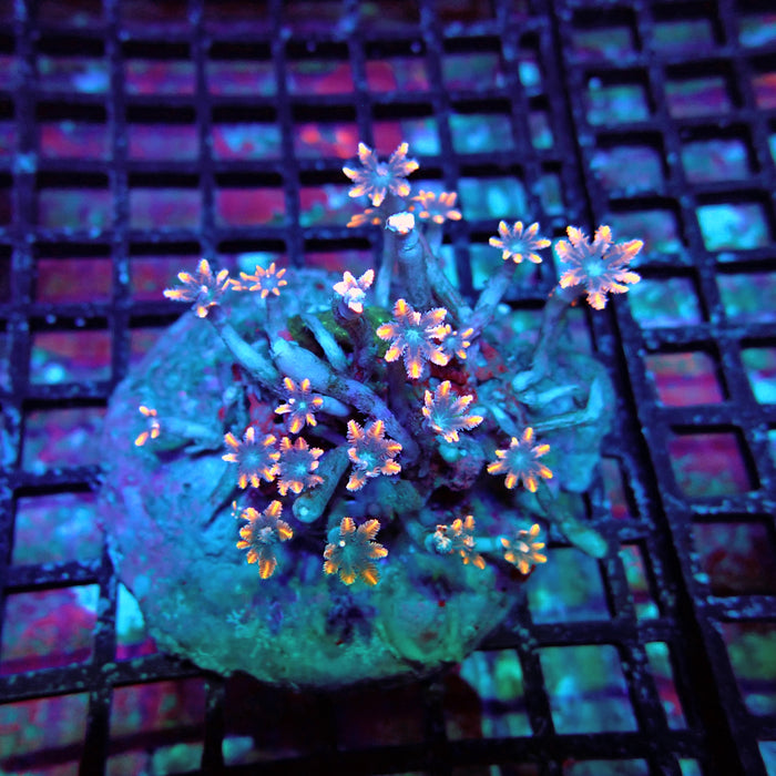 Clove Polyps Colony