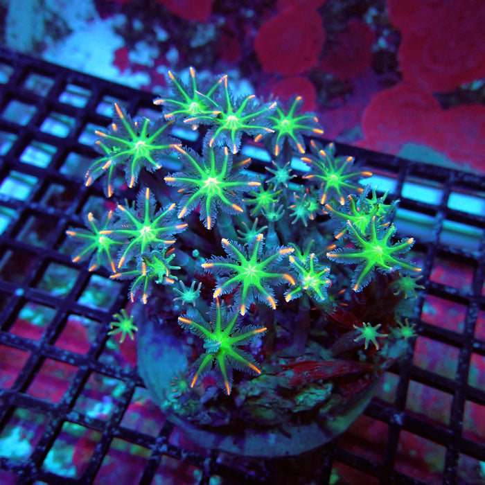 Clove Polyps Colony