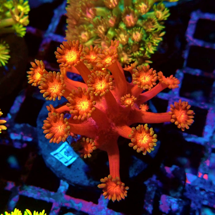 Ultra Red Goniopora Colony