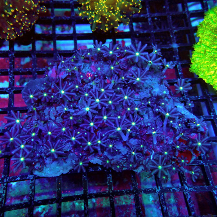 Knopia Coral Colony