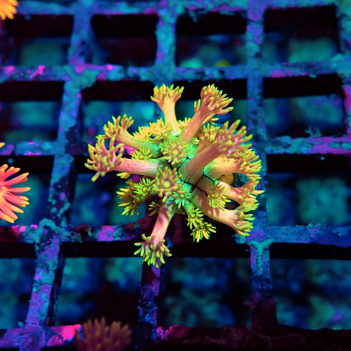 Rainbow Goniopora Frag (8)