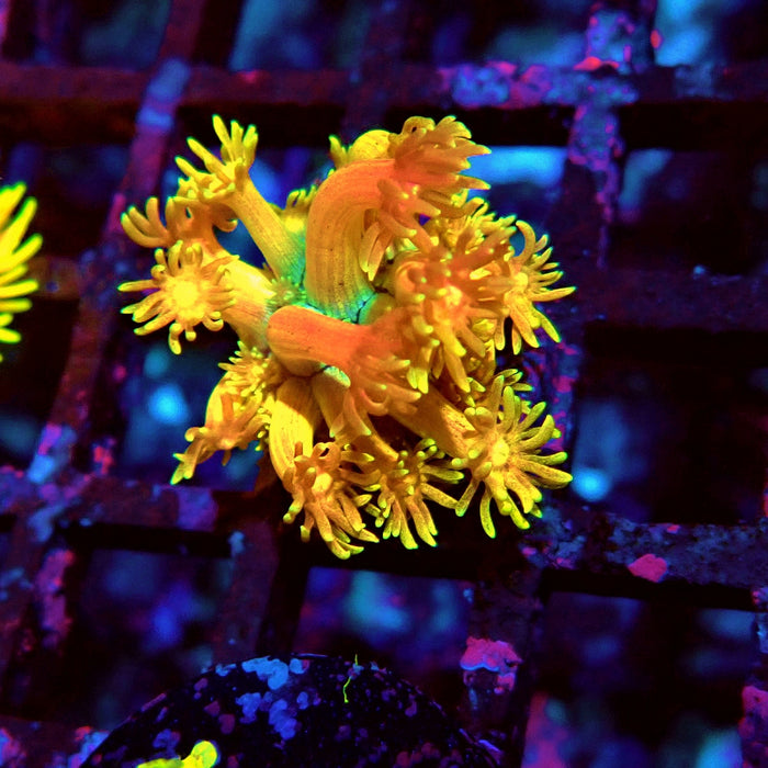 Rainbow Goniopora Frag (6)