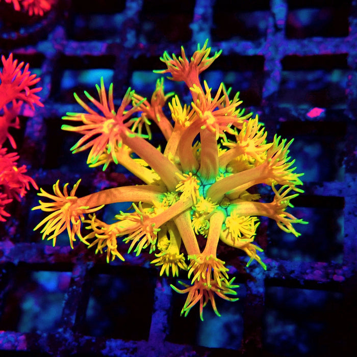 Rainbow Goniopora Frag (6)