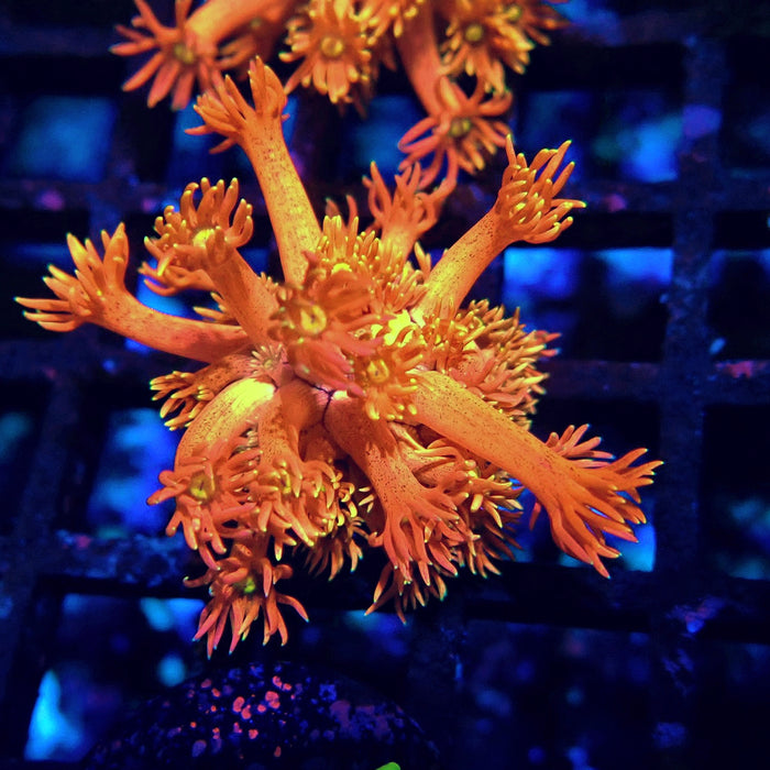 Super Red-Orange Goniopora Frag