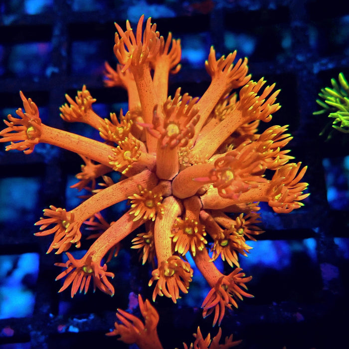 Super Red-Orange Goniopora Frag