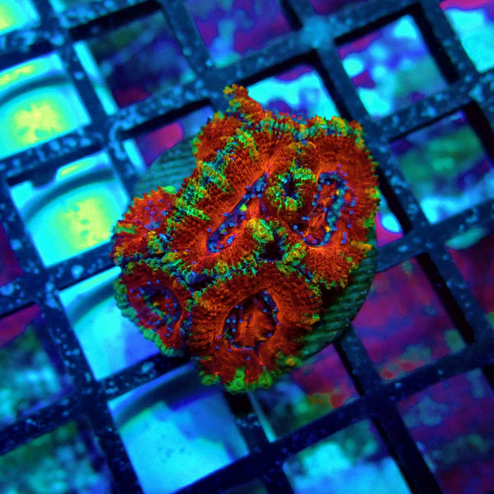 Acan Lord Super Ultra Frag