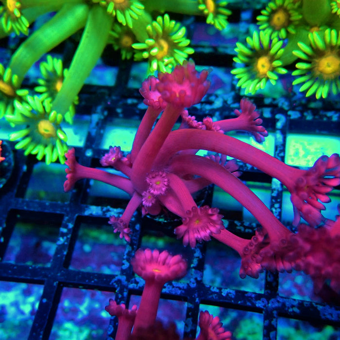 Pink Flower Goniopora Frag (Long Polyps)