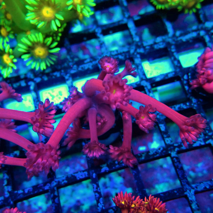 Pink Flower Goniopora Frag (Long Polyps)