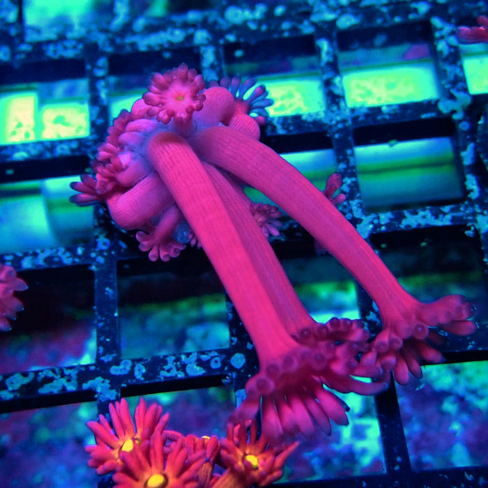 Pink Flower Goniopora Frag (Long Polyps)