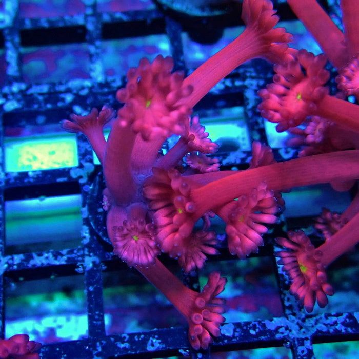 Pink Flower Goniopora Frag (Long Polyps)