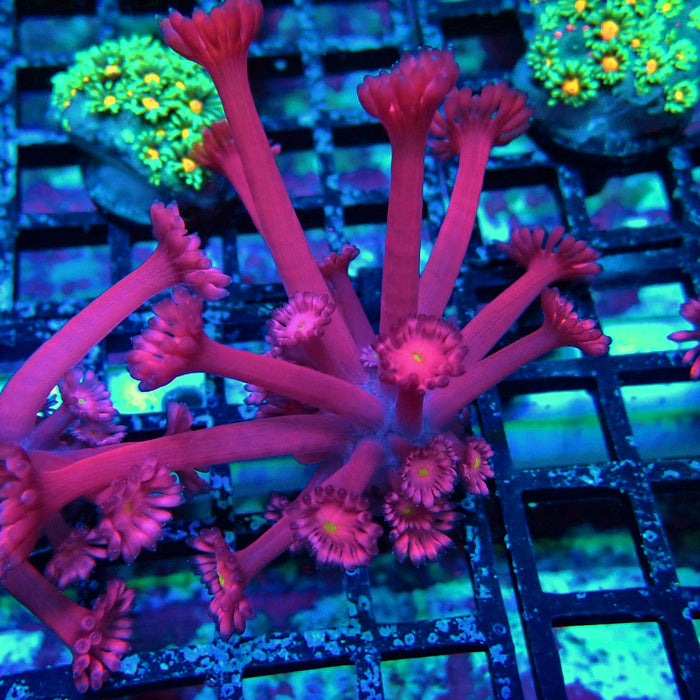 Pink Flower Goniopora Frag (Long Polyps)