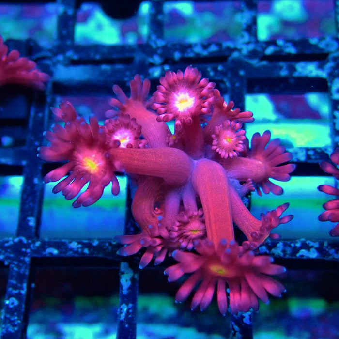 Pink Flower Goniopora Frag (Long Polyps)