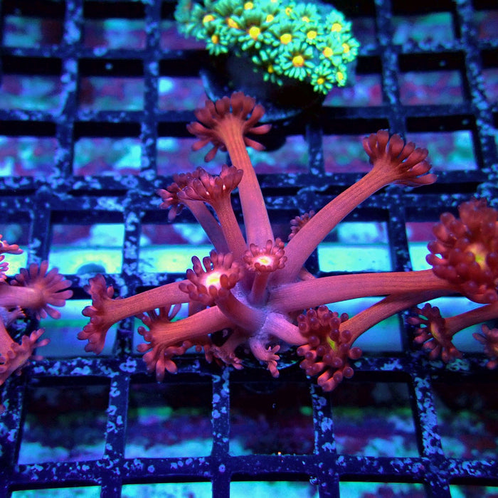 Pink Flower Goniopora Frag (Long Polyps)