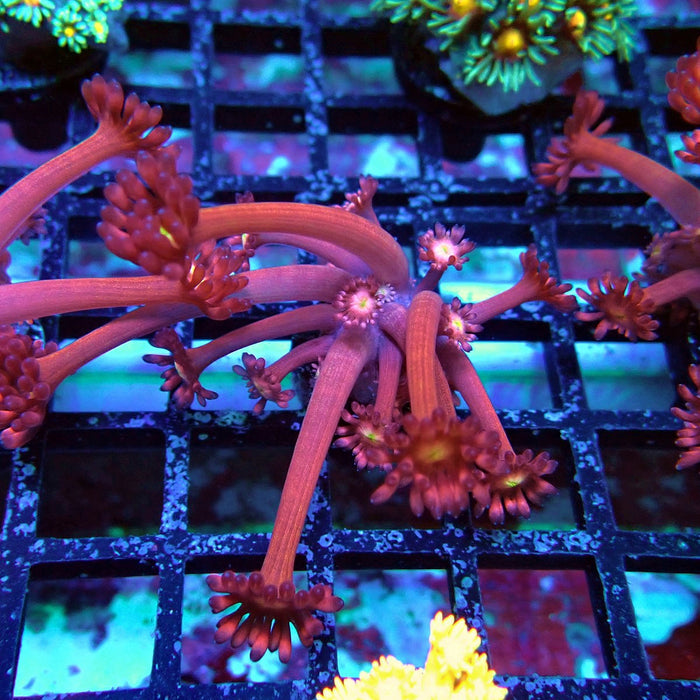 Pink Flower Goniopora Frag (Long Polyps)