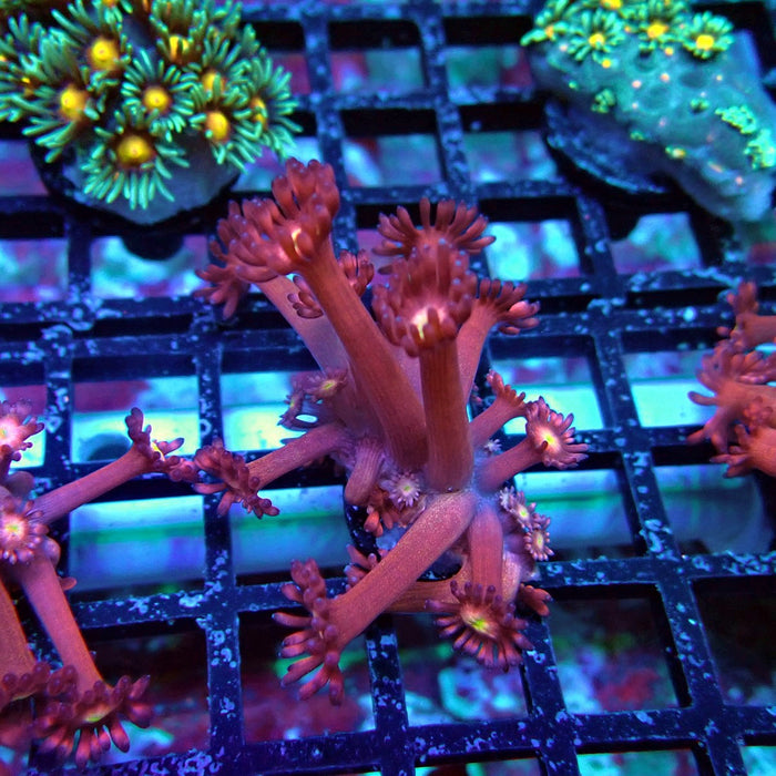 Pink Flower Goniopora Frag (Long Polyps)
