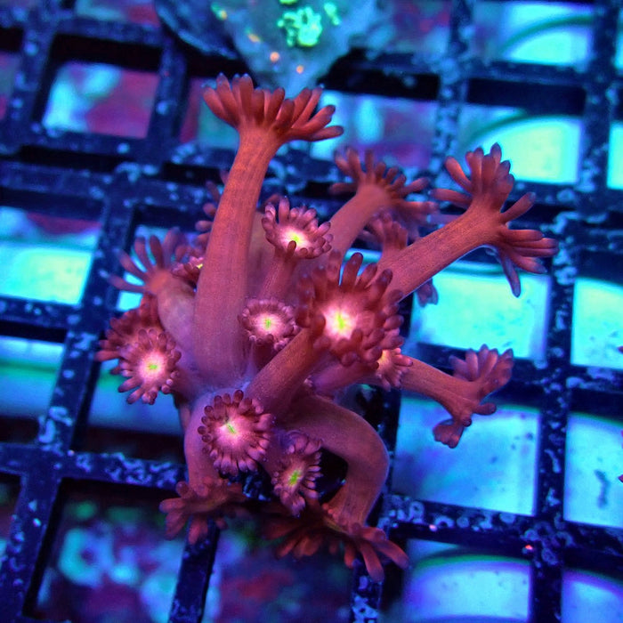 Pink Flower Goniopora Frag (Long Polyps)
