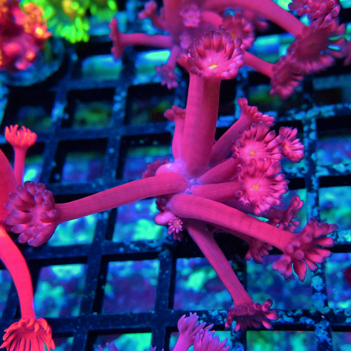 Pink Flower Goniopora Frag (Long Polyps)