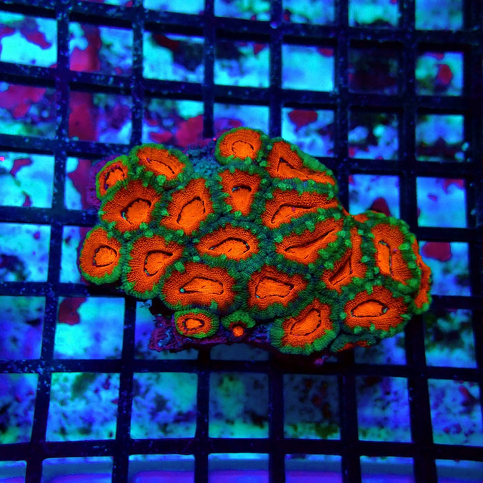 Acan Lord Colony