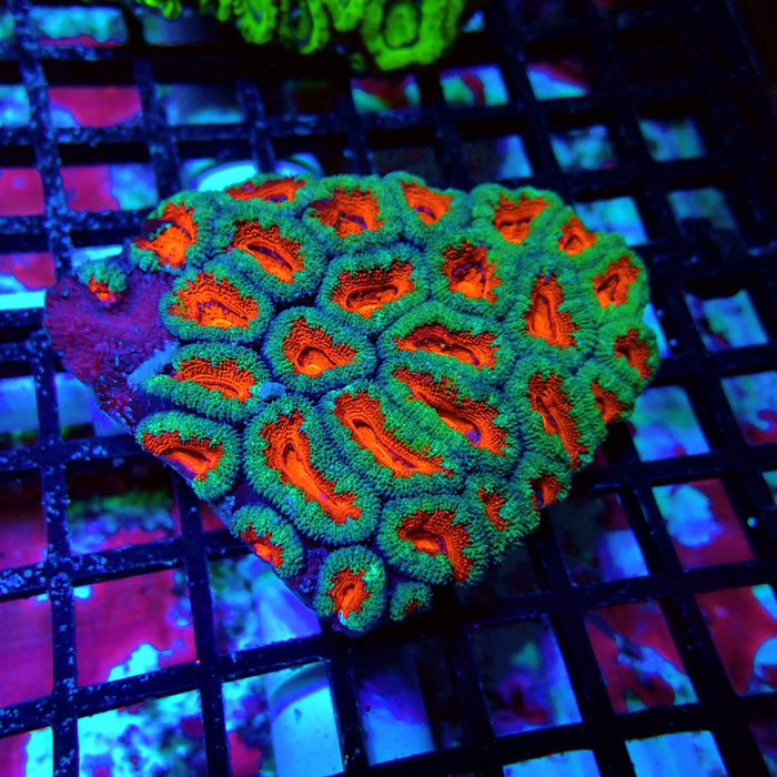 Acan Lord Colony