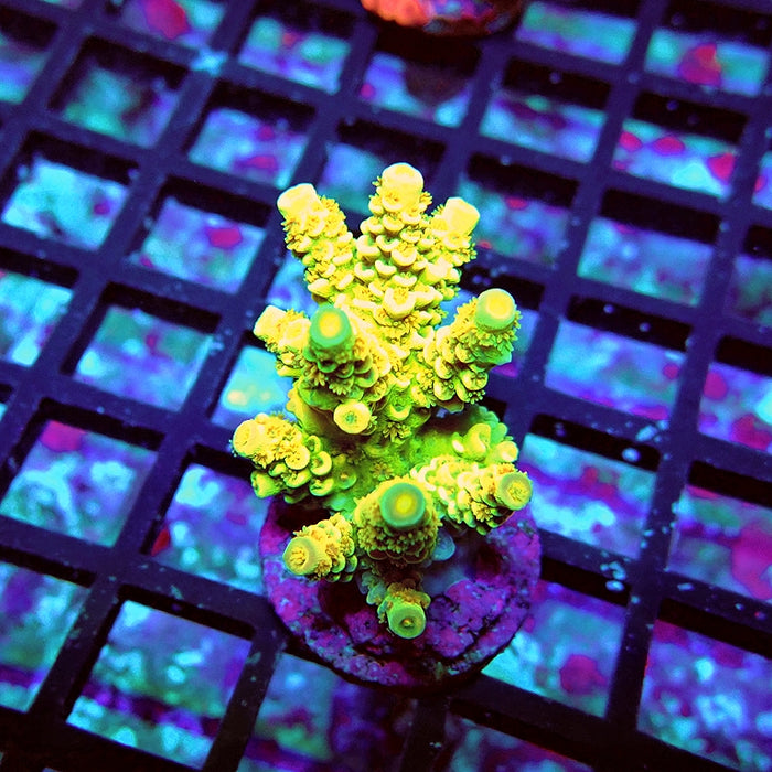 REx Gold Dragon Tenuis Acro