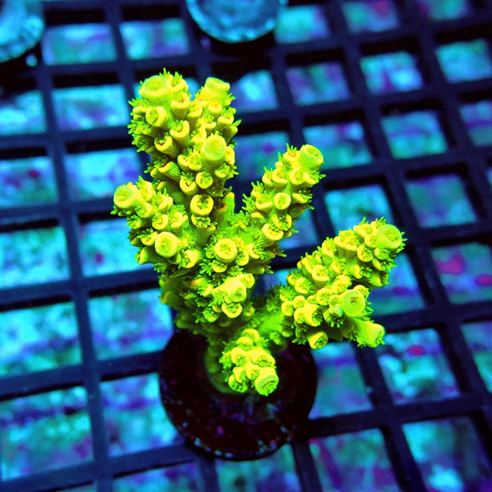 Tenuis Crazy Bright Yellow Red Scales Premium Acro